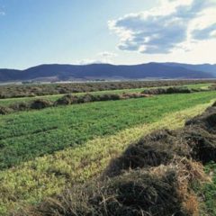 GMO Alfalfa Contamination a Growing Problem