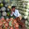 Monsanto GMO Patent on Melons Denied