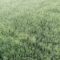 EPA Launches Superweeds GMO Investigation